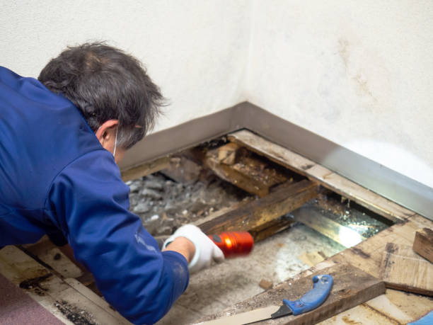 Professional Mold Removal in Olivette, MO