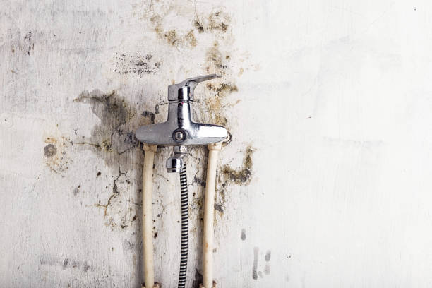 Best Mold Damage Repair  in Olivette, MO