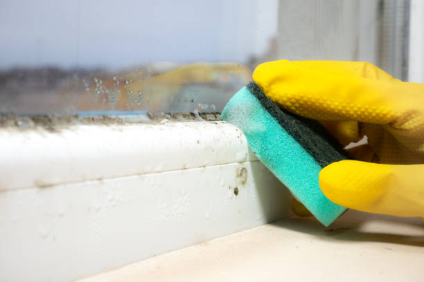 Best Mold Testing  in Olivette, MO