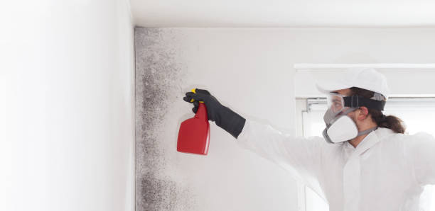 Best Mold Removal and Inspection  in Olivette, MO