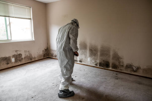Best Mold Testing  in Olivette, MO