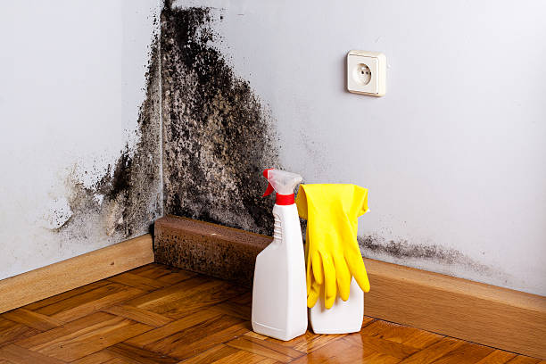 Best Mold Remediation  in Olivette, MO