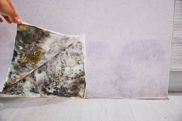 Best Home Mold Removal  in Olivette, MO